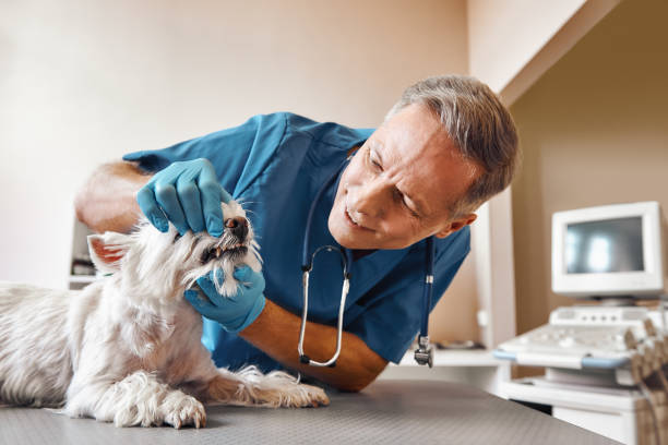 Best Emergency Gum Treatment in Brookfield, IL